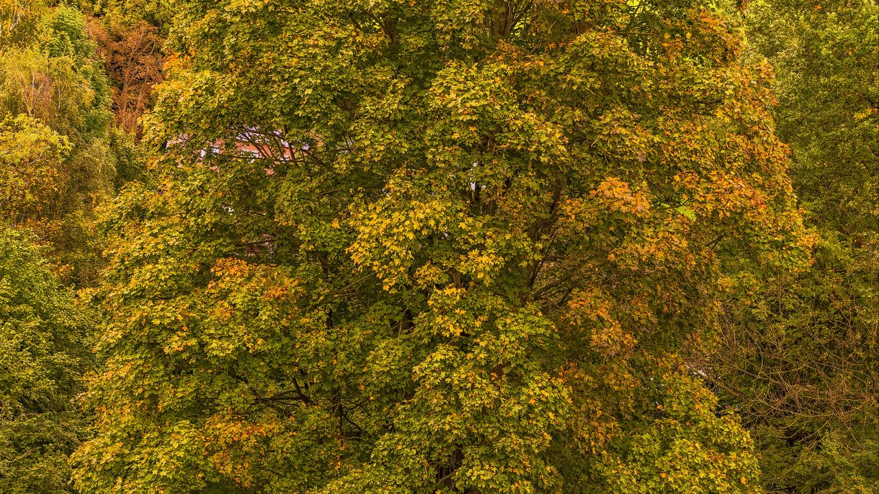 Wallpaper trees, autumn, foliage