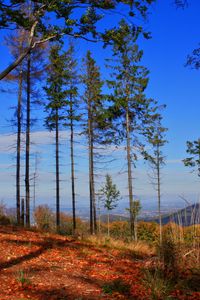 Preview wallpaper trees, autumn, forest, grass, sky