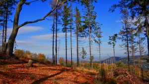 Preview wallpaper trees, autumn, forest, grass, sky