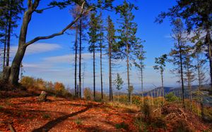 Preview wallpaper trees, autumn, forest, grass, sky