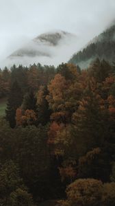 Preview wallpaper trees, autumn, forest, fog