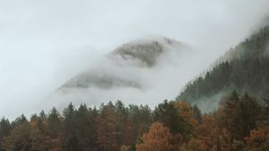 Preview wallpaper trees, autumn, forest, fog