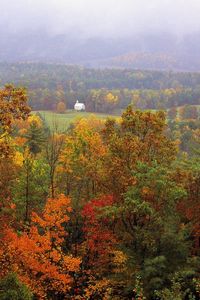 Preview wallpaper trees, autumn, grass, distance