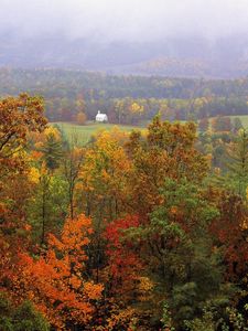 Preview wallpaper trees, autumn, grass, distance