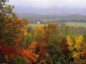 Preview wallpaper trees, autumn, grass, distance