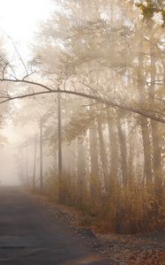 Preview wallpaper trees, autumn, haze, branch, path, silhouette, sun, light