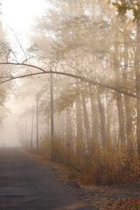 Preview wallpaper trees, autumn, haze, branch, path, silhouette, sun, light