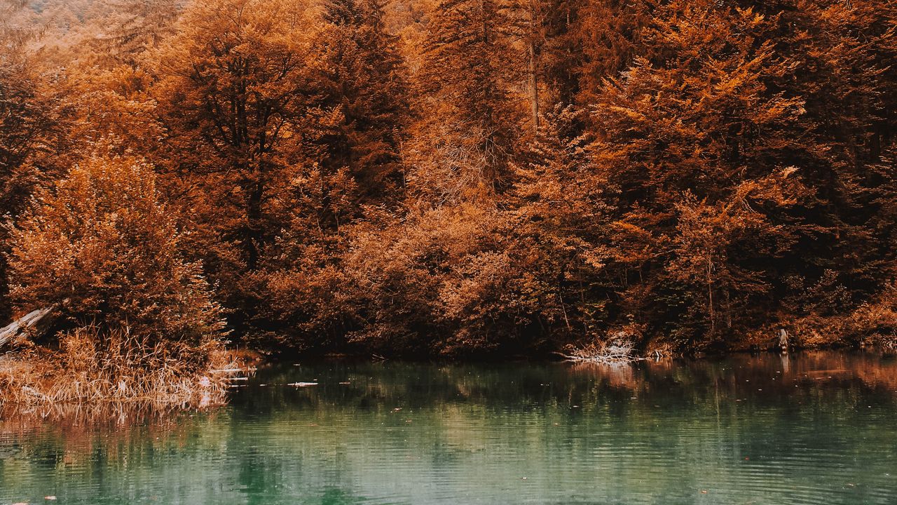Wallpaper trees, autumn, lake, fog, water