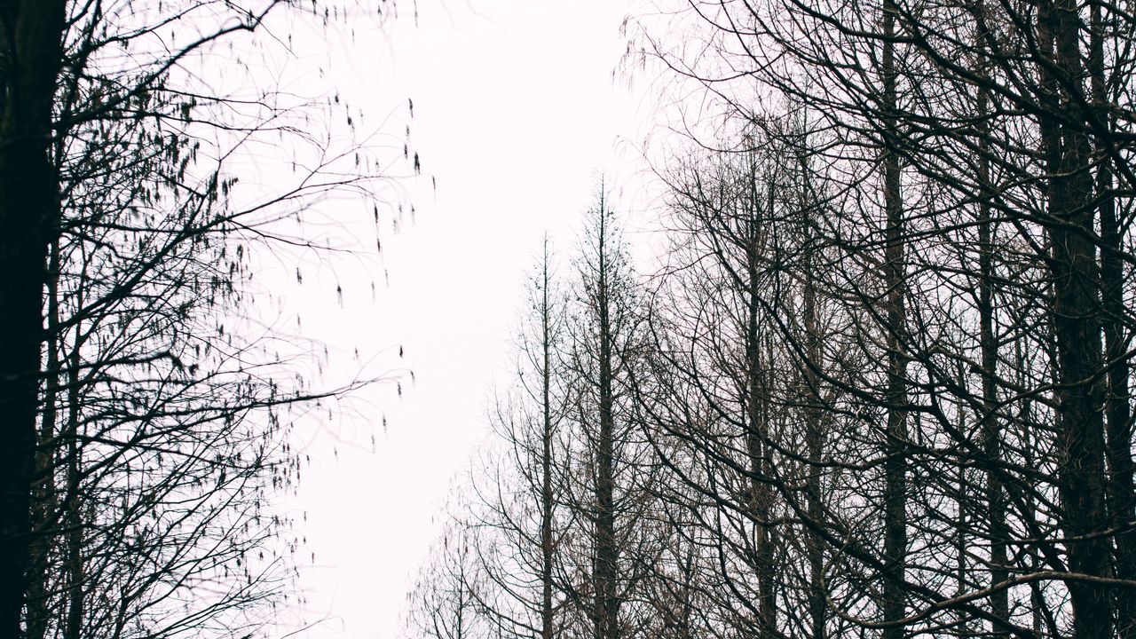 Wallpaper trees, autumn, landscape, nature