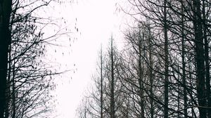 Preview wallpaper trees, autumn, landscape, nature