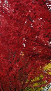 Preview wallpaper trees, autumn, leaves, red, nature