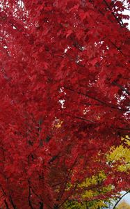 Preview wallpaper trees, autumn, leaves, red, nature