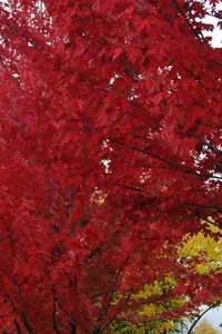 Preview wallpaper trees, autumn, leaves, red, nature