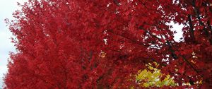 Preview wallpaper trees, autumn, leaves, red, nature