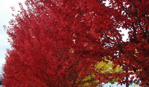 Preview wallpaper trees, autumn, leaves, red, nature