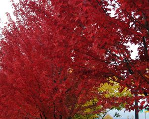 Preview wallpaper trees, autumn, leaves, red, nature