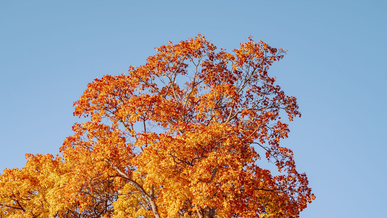 Wallpaper trees, autumn, leaves, nature