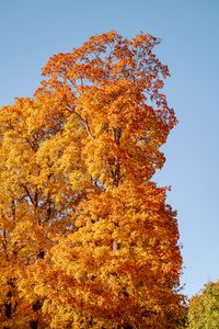 Preview wallpaper trees, autumn, leaves, nature