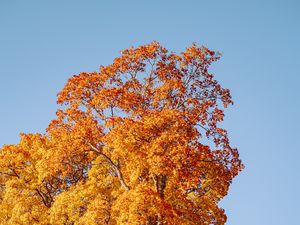 Preview wallpaper trees, autumn, leaves, nature