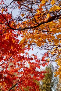 Preview wallpaper trees, autumn, leaves, landscape, nature