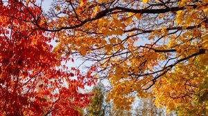 Preview wallpaper trees, autumn, leaves, landscape, nature