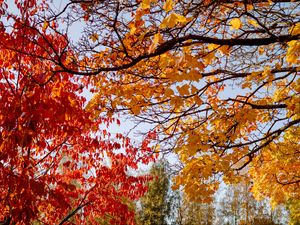 Preview wallpaper trees, autumn, leaves, landscape, nature