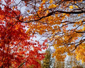 Preview wallpaper trees, autumn, leaves, landscape, nature