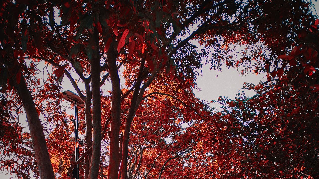 Wallpaper trees, autumn, leaves, park