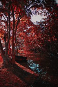 Preview wallpaper trees, autumn, leaves, park