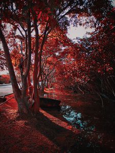 Preview wallpaper trees, autumn, leaves, park