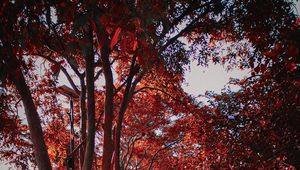 Preview wallpaper trees, autumn, leaves, park