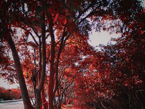 Preview wallpaper trees, autumn, leaves, park