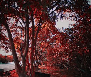 Preview wallpaper trees, autumn, leaves, park