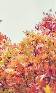 Preview wallpaper trees, autumn, leaves, nature, sky