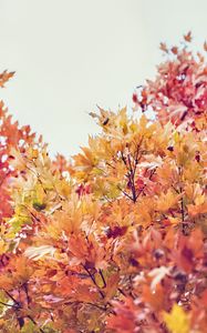 Preview wallpaper trees, autumn, leaves, nature, sky