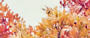 Preview wallpaper trees, autumn, leaves, nature, sky