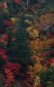 Preview wallpaper trees, autumn, leaves, top view