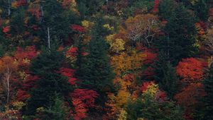 Preview wallpaper trees, autumn, leaves, top view