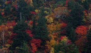 Preview wallpaper trees, autumn, leaves, top view