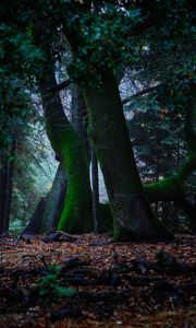 Preview wallpaper trees, autumn, moss, foliage, forest
