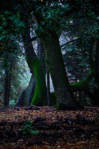 Preview wallpaper trees, autumn, moss, foliage, forest