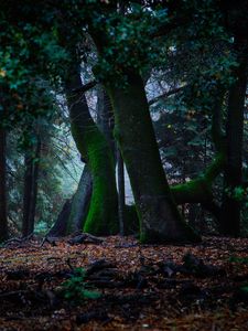 Preview wallpaper trees, autumn, moss, foliage, forest