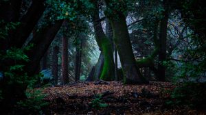 Preview wallpaper trees, autumn, moss, foliage, forest