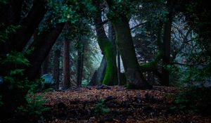 Preview wallpaper trees, autumn, moss, foliage, forest
