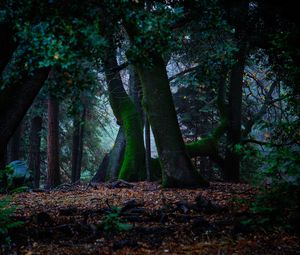 Preview wallpaper trees, autumn, moss, foliage, forest