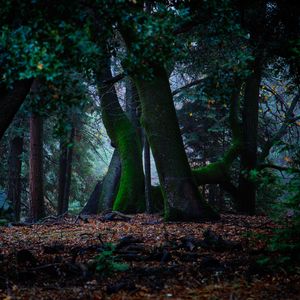 Preview wallpaper trees, autumn, moss, foliage, forest