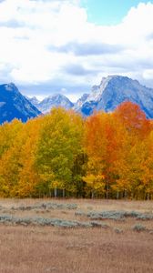 Preview wallpaper trees, autumn, mountains