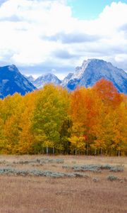 Preview wallpaper trees, autumn, mountains