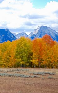 Preview wallpaper trees, autumn, mountains