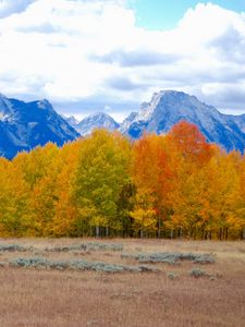 Preview wallpaper trees, autumn, mountains